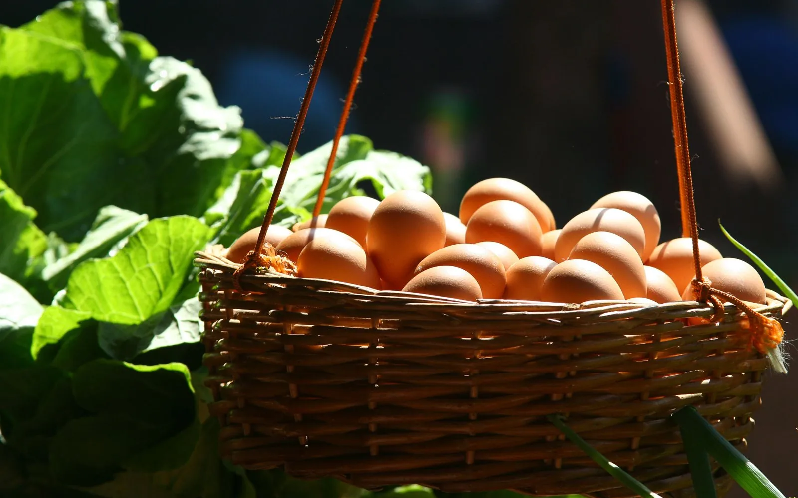 Cesta de huevos frescos