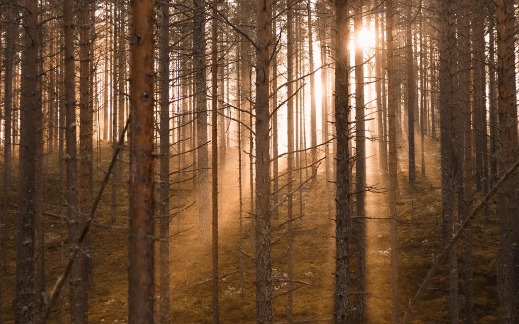 Luz del sol entre los árboles de un bosque