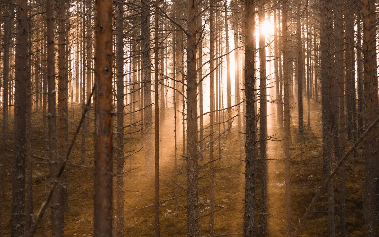 Luz del sol entre los árboles de un bosque