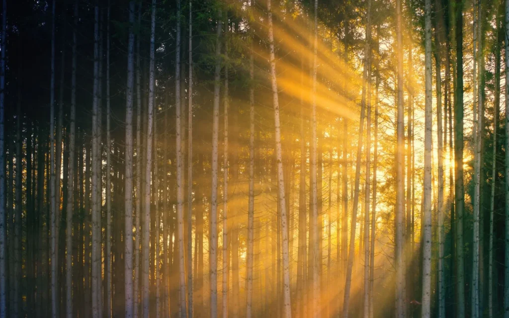 Rayos de sol entre los árboles de un bosque